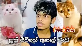 පූසි 😹 | පූසොන්ගේ ආතල් බලු වැඩ 😂🤘| Stefan kavee