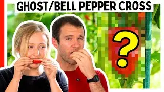 Ghost Pepper + Bell Pepper: What Could Go Wrong?