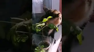 Стыдно, но вкусно.