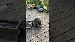 Chunky Boo my Raccoon Buddy. Peanut Butter Club Diary