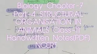 Biology Chapter-7 Part-4 STRUCTURAL ORGANISATION IN ANIMALS Class-11 Handwritten Notes(PDF) NCERT