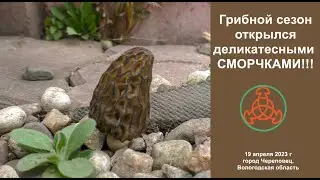 Грибной сезон открылся деликатесными СМОРЧКАМИ!!! 19 апреля 2023 года. г.Череповец, Вологодская обл