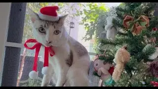 Gemi in festive costume