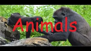 Spreekbeurt: Animals (ENGLISH)