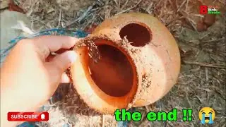 the end | birds setup khatam ho gia | old finch setup the end | finch breeding setup