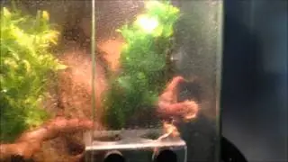 Crested Gecko Care Full Guide