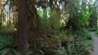 Olympic NP - Hoh Rain Forest Timelapse