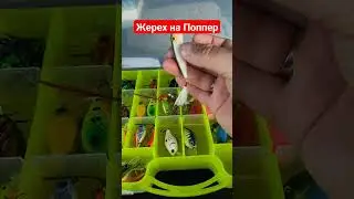 Жерех на спиннинг, жерех на поппер, как поймать жереха когда не клюет 