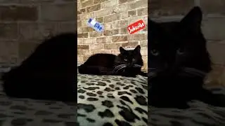 Ребята давайте жить дружно)