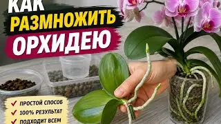 Как отделить детку орхидеи с цветоноса.