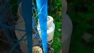 Наши петушки #жизньвдеревне