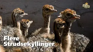 Strudsebørnehave