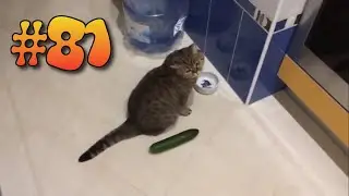 #81 ПРИКОЛЫ С КОТАМИ | КОТЫ 2019 | FUNNY CATS | ПОПРОБУЙ НЕ ЗАСМЕЯТЬСЯ