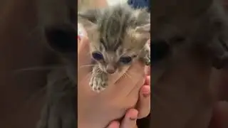 Kittens play fighting