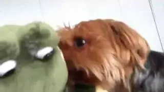 Yorkshire Terrier : Dog funny play