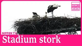 Stork nest found atop baseball stadium light