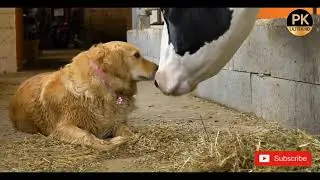 Animals from the World | Ultra hd pk | 