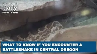 What to know if you encounter a rattlesnake on the High Desert