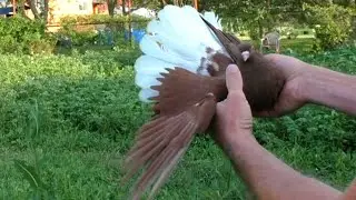 Не дождались ...