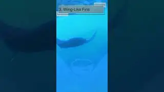 Top 10 Amazing Facts About Manta Rays for Kids! Educational Video #mantarays #seacreatures
