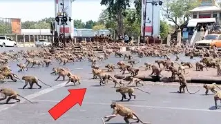 Something Mysterious Is Happening to Animals Around the World. Part 2