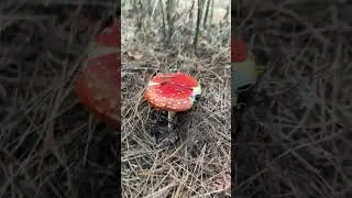 First, Muscaria wild mushroom of the season.