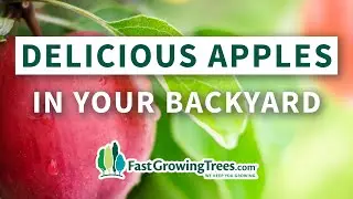 Apple Trees | Fast Growing Trees