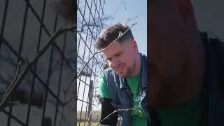Ako správne a jednoducho strihať černicu