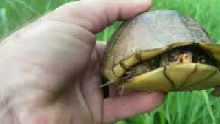Garden guest, he is so cute