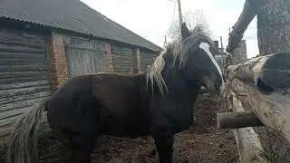 We can't tear the stallion away from the mares