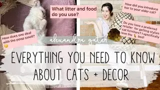 All Of Your Cat Questions Answered! | Best Cat Litter Ever