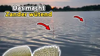 Zander fishing with baitfish and float | How to catch big fish incl. live bite