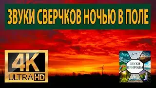 Звуки сверчков ночью в поле, звуки природы для крепкого сна, от бессонницы
