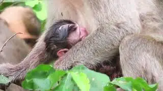 Newborn baby