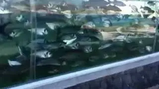 Piranha fish in aquarium as house gate