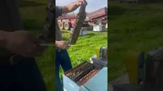 МОЙ МУЖ ПЧЕЛОВОД🤗 