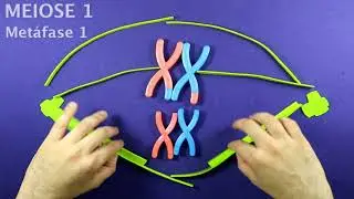 Meiose - divisão celular em mais biologia, com Roger Maia