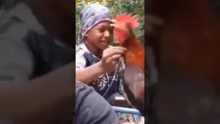 сопрано для петуха, Ха Ха Ха