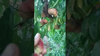Инжирный нектарин Концетина