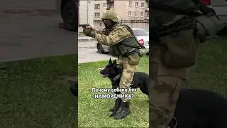 Почему собака без намордника  