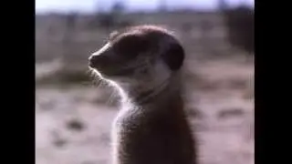 First Episode of NATURE on PBS | Pioneers of THIRTEEN