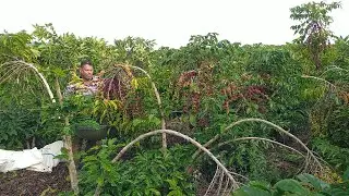 FOR THOSE WHO ARE PICKING COFFEE, THIS IS THE BEST LEAF PICKER THERE IS. #coffee #crop