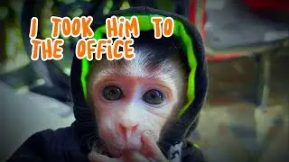 I took him to the office , Lovely Fauna Youtube Channel
