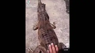 Alligator attack! #crocodile #alligator