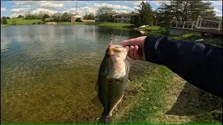 Bed Fishing Crystal Clear Water (Master Angler + New SPECIES?!)