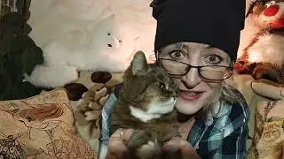 Кошка Муся (мадам Адамова)