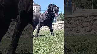 Where THE KING Goes to??? #short #canecorso