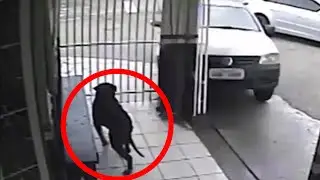 Luckiest Animals In The World Compilation - Try Not To Cry - Ultimate Close Calls 2016