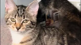 Kiki and Leo are so beautiful cat 🐈🐈🐈🐈