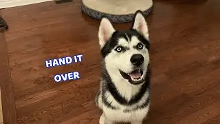 Talking Husky DEMANDS Fish!